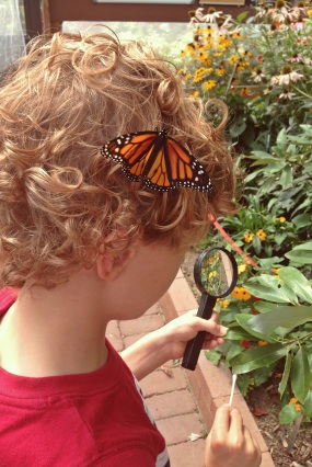 monarch curls